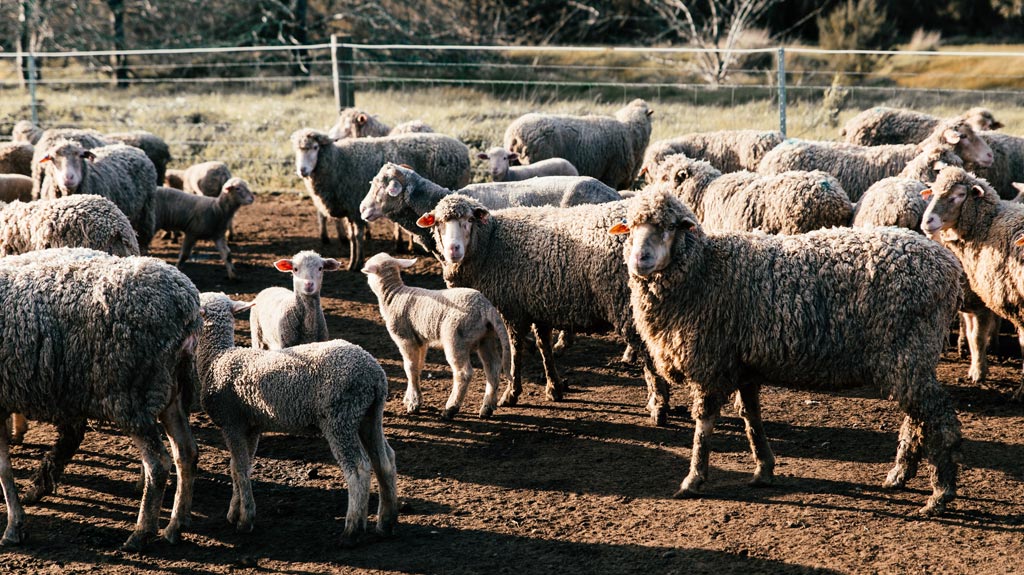 A flock of sheep standing in a fenced paddock