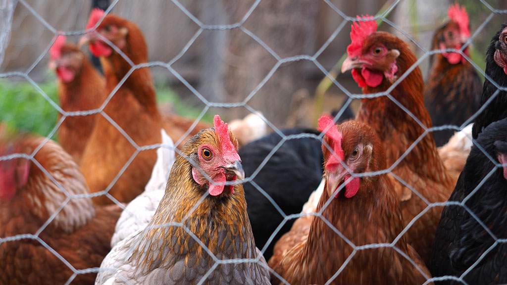 Some chickens in a coup looking through a chicken wire fence