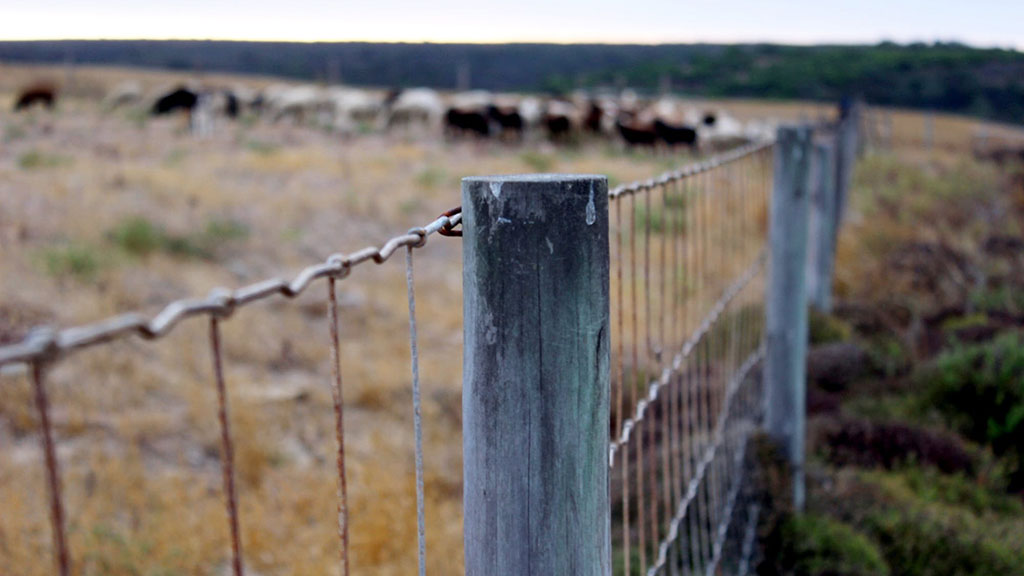 Looking down the length of a rural fence constructed from pine logs